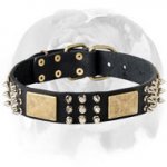 Luxurious Leather Dog Collar for Royal English Bulldog Breed