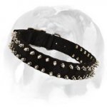 Black Nylon Spiked Dog Collar for English Bulldog breed