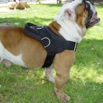 English Bulldog Nylon multi-purpose Dog Harness for Tracking, Pulling, Training, Walking and Exercising