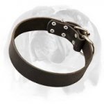 Neat Leather Dog Collar for pleasant wearing by English Bulldog breed