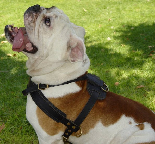 harness for bulldogs
