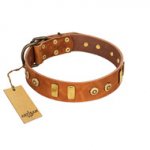 "Egyptian Script" FDT Artisan Tan Leather English Bulldog Collar with Plates and Small Studs