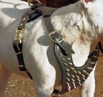 Exclusively Designed Leather Dog Harness with Brass Spikes for English Bulldog breed
