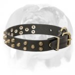 English Bulldog Pure Leather Dog Collar with Buckle