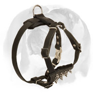 English Bulldog Leather Dog Harness for Puppies with Spiked Chest English Bulldog Leather Dog Harness for Puppies with Spiked Chest
