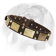 English Bulldog Top Notch Leather Dog Collar with Vintage Plates and Studs