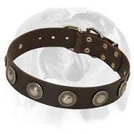 Wide Leather Dog Collar with Hand-Set Silver-like Conchos designed for English Bulldog breed