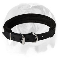 English Bulldog Breed Leather Collar forTraining and Regular Walking