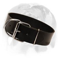 Smart design of leather dog collar for English Bulldog breed