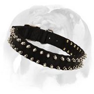 Black Nylon Spiked Dog Collar for English Bulldog breed