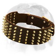 Shimmering Leather Dog Collar with Brass Spikes Designed for English Bulldog Breed