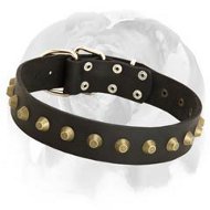 Wide Leather Dog Collar With Brass Pyramids Designed for English Bulldog Breed