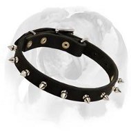 Exclusive Spiked Dog Collar for English Bulldog breed