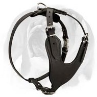 Heavy Duty Dog Harness for English Bulldog training and walking