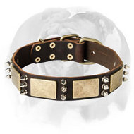 Exellent English Bulldog Collar equipped with stylish decoration