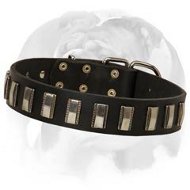 Nifty Leather Dog Collar specially for your English Bulldog