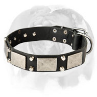 Splendid English Bulldog Collar decorated with nickel plates and pyramids