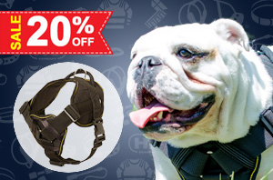 Nylon Dog Harness