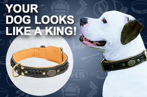 Leather Dog Collar