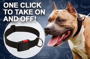 Nylon Dog Collar