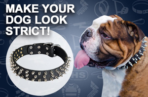 Spiked Dog Collar