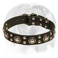 English Bulldog ‘Silver Knight’ Leather Dog Collar for Walking and Training