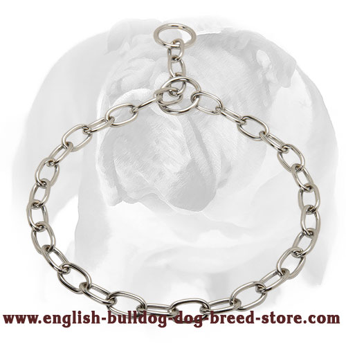 English Bulldog Collar Made of Chrome Plated Steel