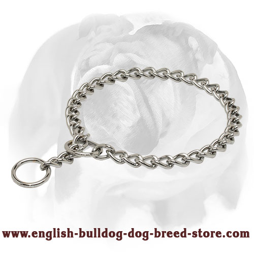 Durable chrome plated dog collar for English Bulldog training