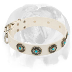 Stylish leather dog collar for English Bulldog breed