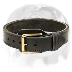 English Bulldog stylish collar