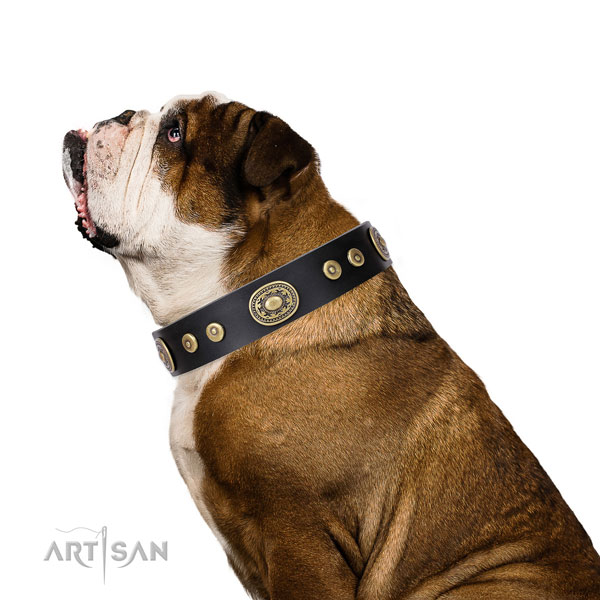 Extraordinary adorned leather dog collar for everyday use