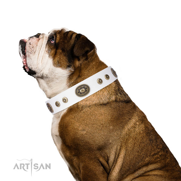 Amazing embellished leather dog collar for everyday use