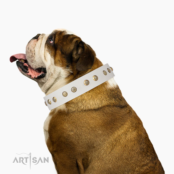 Stylish studs on everyday walking full grain genuine leather dog collar