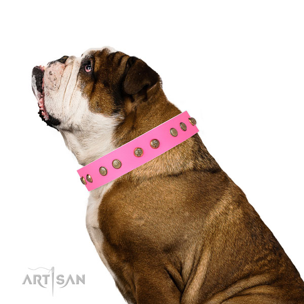 Stylish adornments on stylish walking full grain natural leather dog collar