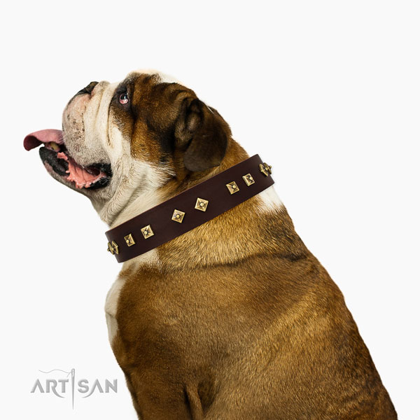 Significant adornments on daily use full grain genuine leather dog collar