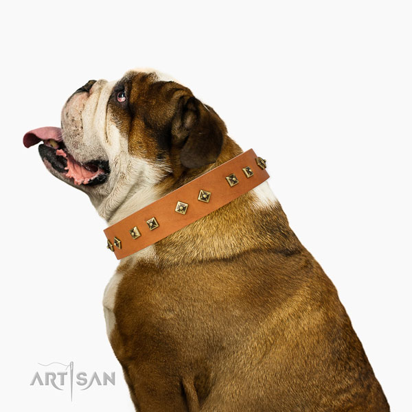 Extraordinary decorations on daily walking dog collar