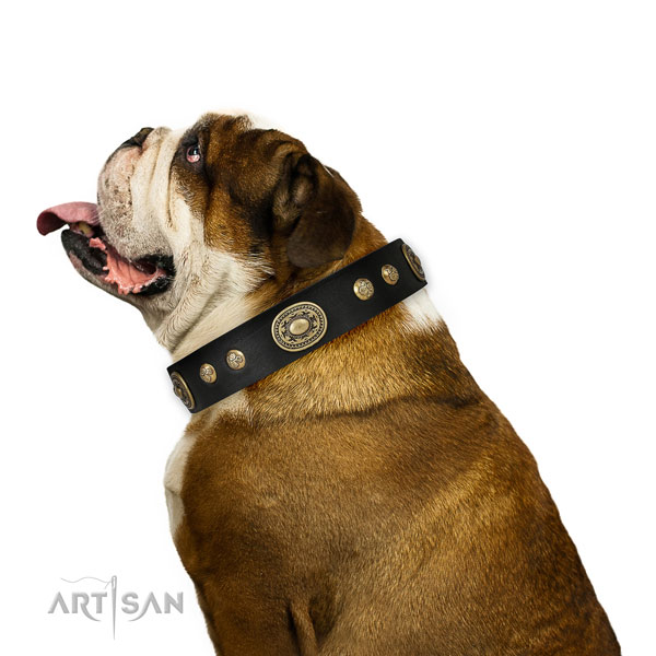 Designer decorations on basic training dog collar