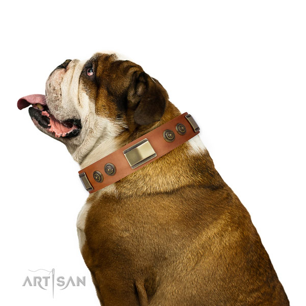 Stylish adornments on stylish walking dog collar