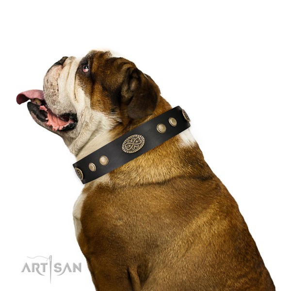 Reliable traditional buckle on full grain leather dog collar for walking