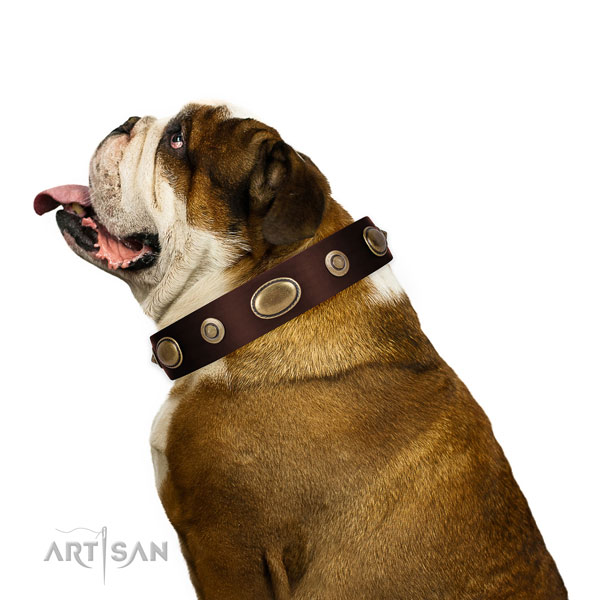 Comfy wearing dog collar of leather with unusual decorations
