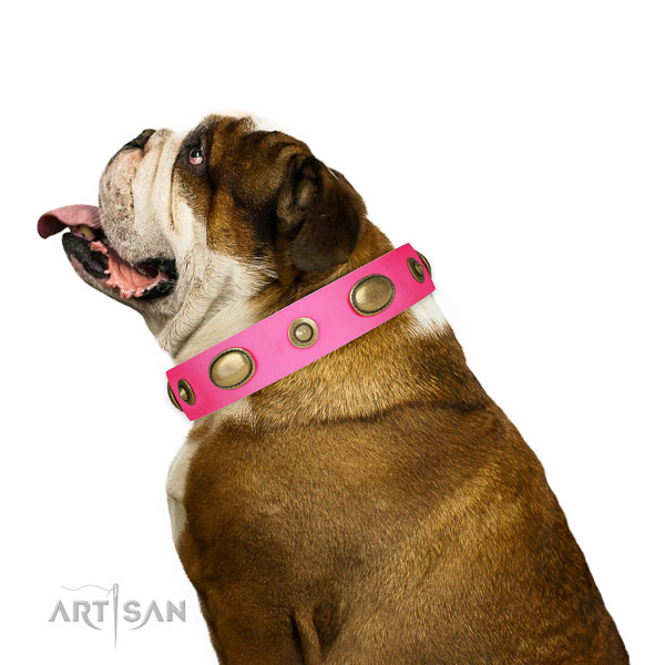 Everyday walking dog collar of genuine leather with significant adornments