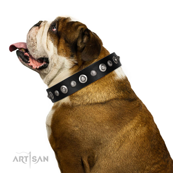 High quality leather dog collar with impressive adornments