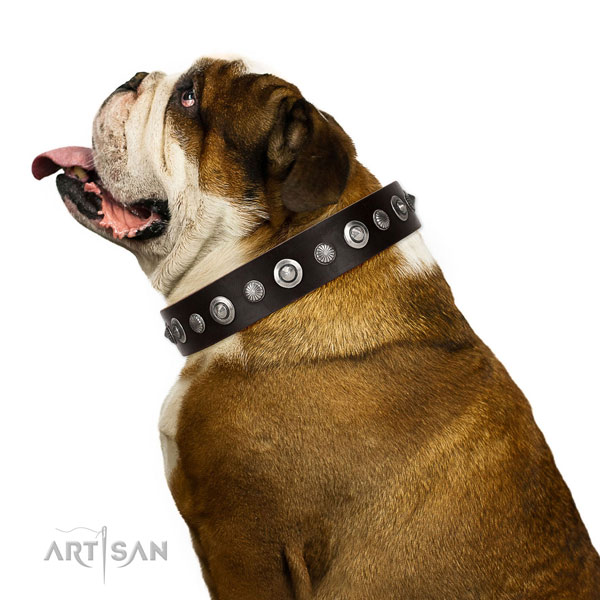 Quality full grain genuine leather dog collar with remarkable adornments