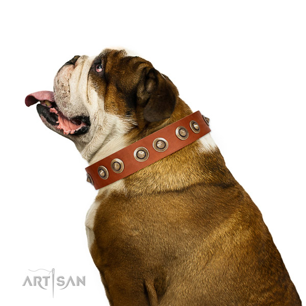 Stylish walking dog collar of leather with unique adornments