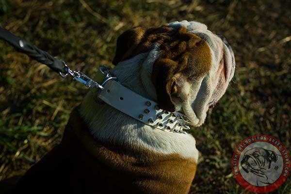 English Bulldog leather collar with non-breaking D-ring