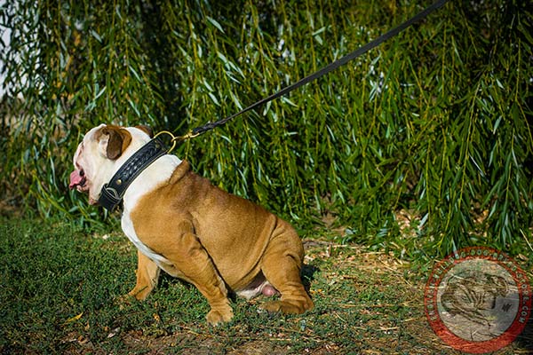 Handmade genuine leather English Bulldog collar