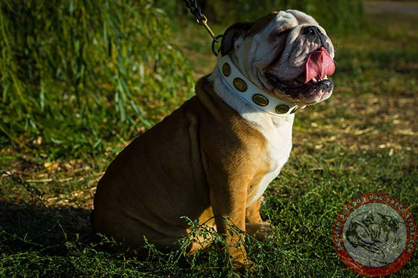 English Bulldog collar with handset oval plates