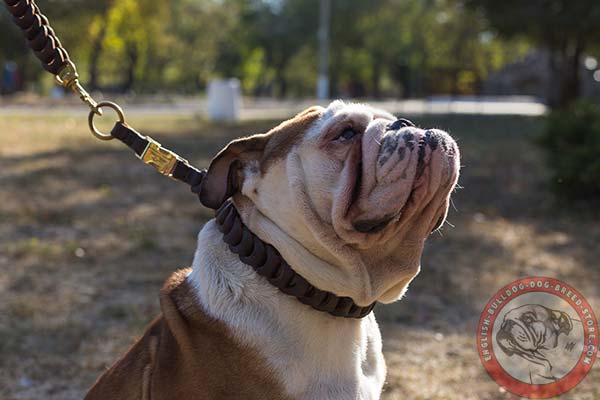 Gentle to skin English Bulldog leather choke collar