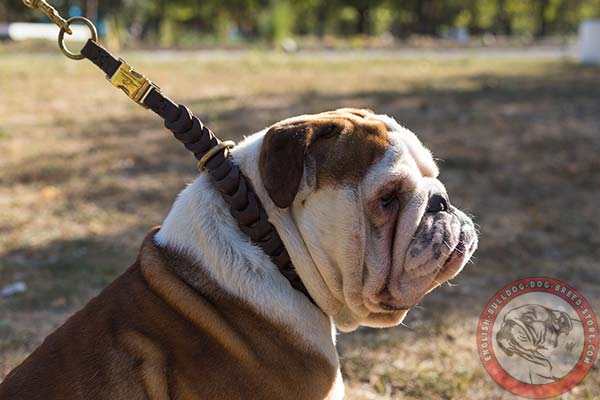 Shiny hardware for English Bulldog braided leather choke collar