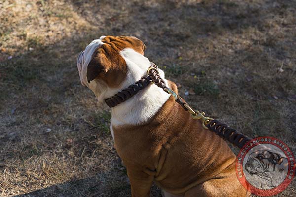 Braided leather choke collar for English Bulldog